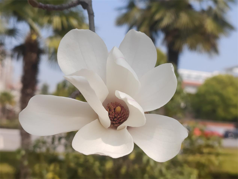 #16号-吴燕《琼花亭立俏争春》.png #16号-吴燕《琼花亭立俏争春》.png